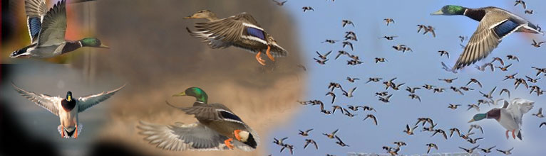 Humphrey, Arkansas, Videos, Facts, Happenings, Activities, Arkansas County, Jefferson County, Hunting, Fishing, Parham